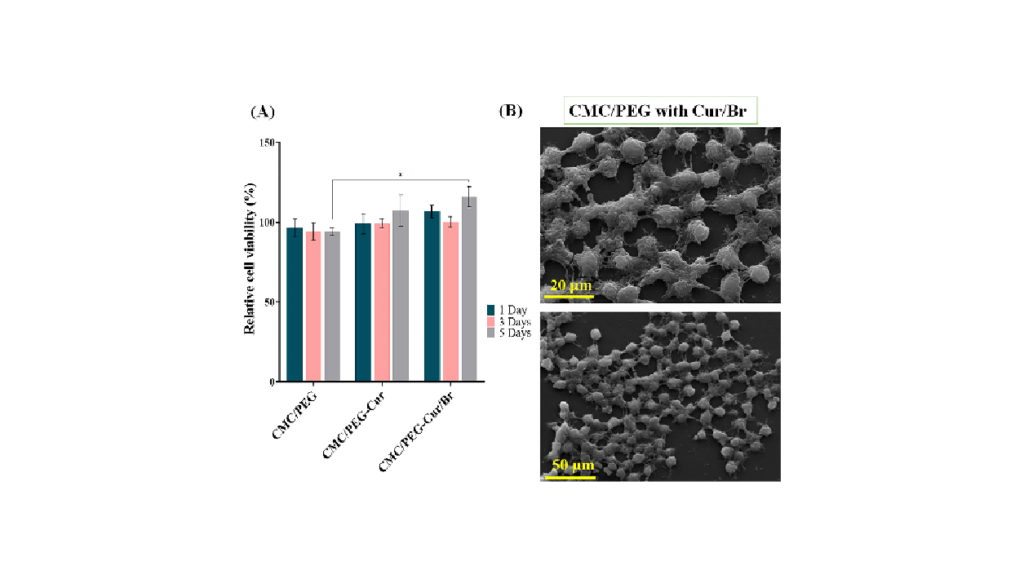 Preparation and characterization of carboxymethyl cellulose/polyethylene glycol films containing bromelain/ curcumin: In vitro evaluation of wound healing activity تهیه و شناسایی کربوکسی متیل فیلم های سلولز/پلی اتیلن گلیکول حاوی بروملین/ کورکومین: ارزیابی در شرایط آزمایشگاهی فعالیت ترمیم زخم شرکت دانش بنیان پیشگامان ترمیم و شفای پارس-پارس ترمیم