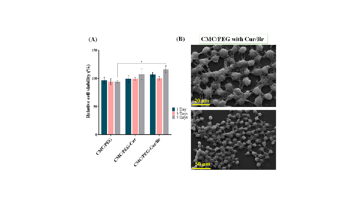 Preparation and characterization of carboxymethyl cellulose/polyethylene glycol films containing bromelain/ curcumin: In vitro evaluation of wound healing activity تهیه و شناسایی کربوکسی متیل فیلم های سلولز/پلی اتیلن گلیکول حاوی بروملین/ کورکومین: ارزیابی در شرایط آزمایشگاهی فعالیت ترمیم زخم شرکت دانش بنیان پیشگامان ترمیم و شفای پارس-پارس ترمیم