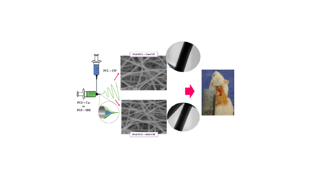 مقایسه اثر ترمیم زخم یک رهاسازی کنترل شده پانسمان زخم حاوی کورکومین/سیپروفلوکساسین و سیمواستاتین / سیپروفلوکساسین در مدل موش: یک مطالعه بالینی Comparing the wound healing effect of a controlled release wound dressing containing curcumin/ciprofloxacin and simvastatin/ciprofloxacin in a rat model: A preclinical study خدمات شرکت دانش بنیان پیشگامان ترمیم و شفای پارس-پارس ترمیم