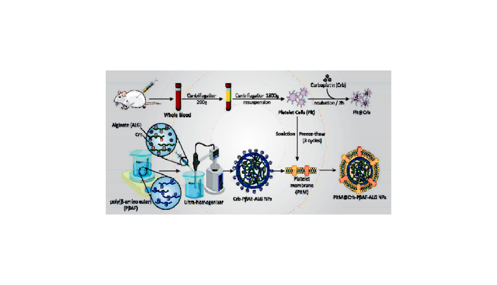 Platelet-cloaked alginate-poly (β-amino ester) a novel platform bioinspired polyelectrolyte nanoparticle for targeted delivery of carboplatin in breast cancer: An in vitro/in vivo study پلی آلژینات پوشیده از پلاکت (β-آمینو استر) یک پلت فرم جدید با الهام از زیستی نانوذره پلی الکترولیت برای تحویل هدفمند کربوپلاتین در سینه سرطان: یک مطالعه آزمایشگاهی پلی آلژینات پوشیده از پلاکت (β-آمینو استر) یک پلت فرم جدید با الهام از زیستی نانوذره پلی الکترولیت برای تحویل هدفمند کربوپلاتین در سینه سرطان: یک مطالعه آزمایشگاهی شرکت دانش بنیان پیشگامان ترمیم و شفای پارس-پارس ترمیم