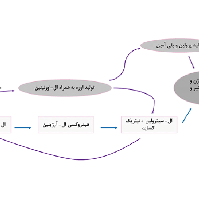 پلی ال آرژنین پلیمرهای تحقیقاتی سنتزی شرکت دانش بنیان پیشگامان ترمیم و شفای پارس-پارس ترمیم